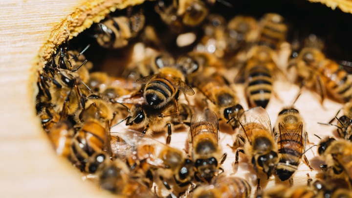 Медовый Спас в 2025 году: какого числа отмечают, история и традиции праздника