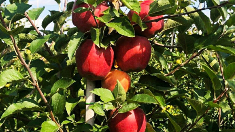 Преображение Господне: все об истории и традициях праздника