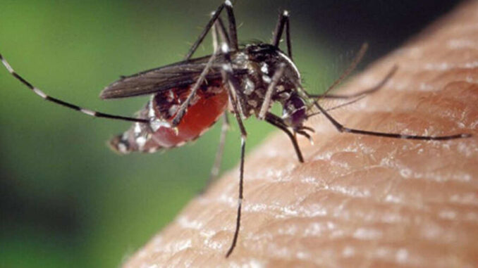 onishhenko-ocenil-riski-rasprostranenija-v-rossii-lihoradki-chikungunja-c481b18.jpg