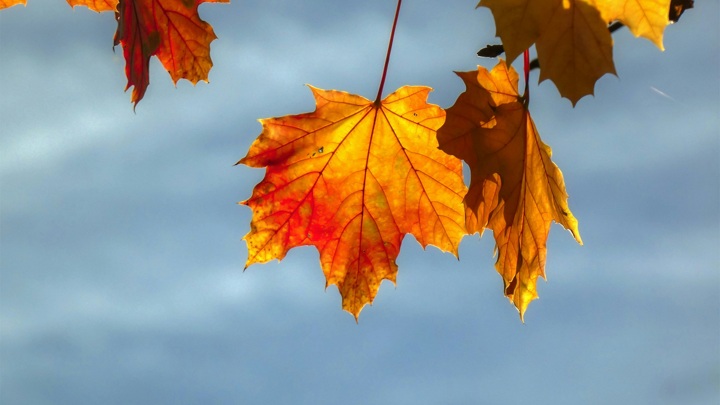 Праздники в сентябре 2025 года: когда будут выходные и чем заняться