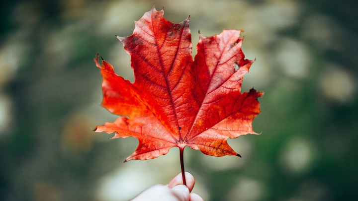 Выходные и праздники в октябре 2025 года: сколько дней отдыхают россияне и чем заняться на выходных