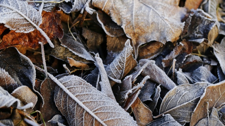 Выходные и праздники в ноябре 2025 года: как отдыхаем и выгодно ли брать отпуск