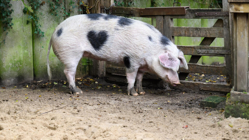 Органы свиньи в теле человека: ученые столкнулись с шокирующим открытием