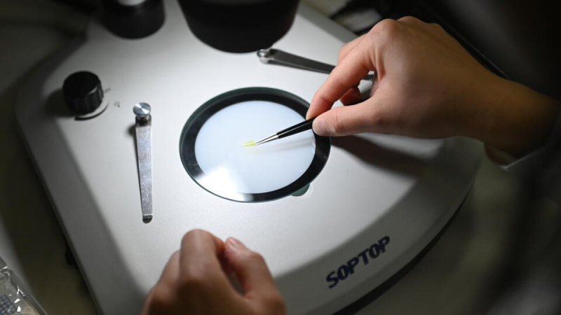 Органы свиньи в теле человека: ученые столкнулись с шокирующим открытием