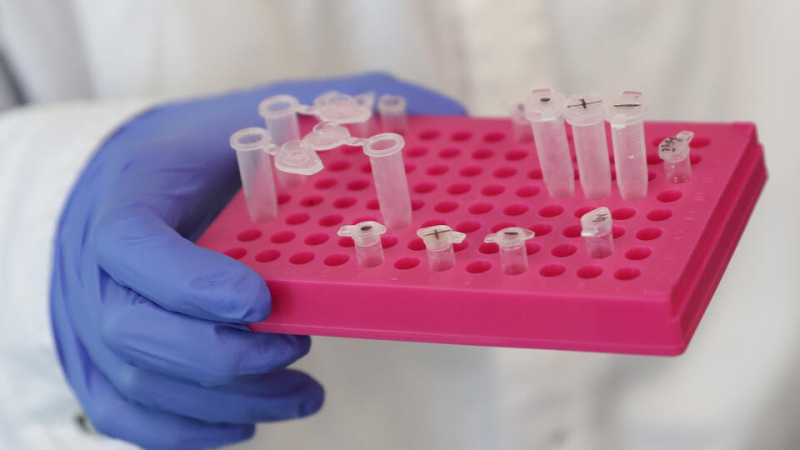 Органы свиньи в теле человека: ученые столкнулись с шокирующим открытием